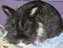 BunnyLuv Rabbit Resource Center profile picture