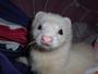 Ferret, Buddy, Bruno, & Chase profile picture