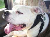 ~*Luv-a-Bull*~ Bully Breed Rescue profile picture