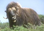 Muskox profile picture