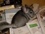 ChinAide Chinchilla Rescue profile picture