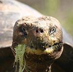 terrapingeorge