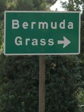 Bermuda Grass profile picture