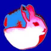 white rabbit berlin profile picture