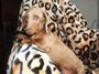 Dachshund Puppies at 3 ACES RANCH profile picture