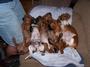 Dachshund Puppies at 3 ACES RANCH profile picture