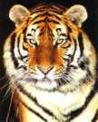 Tigerwoman profile picture