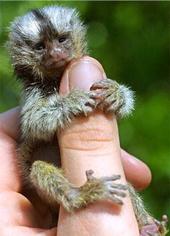 fingermonkey