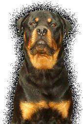 Love for Rottweilers profile picture