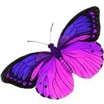 Butterfly Ministries profile picture