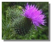 FLOWER OF SCOTLAND profile picture