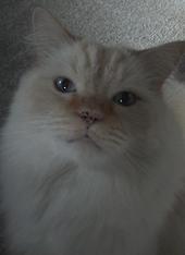 K-Lou (The Eternal Cat) Lives forever. profile picture