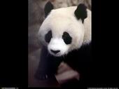 Panda profile picture