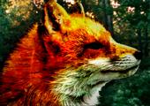 Woodland Fox profile picture