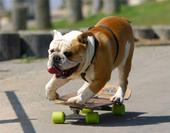 Tyson the Skateboarding Bulldog profile picture