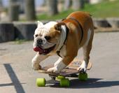 tysonskateboardingbulldog