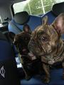 Bundy and Tillie, Serial Frenchies - RIP Rosie profile picture