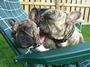 Bundy and Tillie, Serial Frenchies - RIP Rosie profile picture