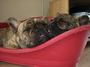 Bundy and Tillie, Serial Frenchies - RIP Rosie profile picture