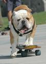 Tyson the Skateboarding Bulldog profile picture