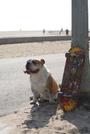 Tyson the Skateboarding Bulldog profile picture