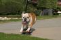 Tyson the Skateboarding Bulldog profile picture