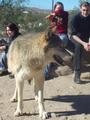 Friends of Wolf Mountain Sanctuary profile picture