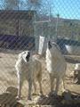 Friends of Wolf Mountain Sanctuary profile picture