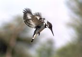 Kingfisher in Flight profile picture