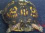 TurtleX4!!!! profile picture