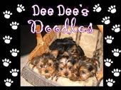 We sell adorable puppies! profile picture