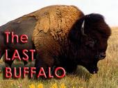 The Last Buffalo profile picture