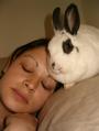 Rabid Rabbit Rescue profile picture