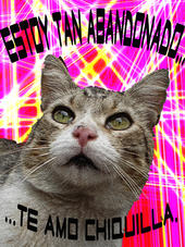 el gato cholo profile picture