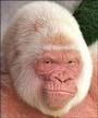 Albino Monkey profile picture