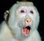 Albino Monkey profile picture