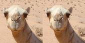 Two Camels and The River profile picture