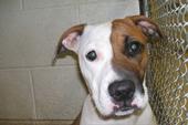 Please Adopt! This Puppy Avail.@ Osceola A.C.Mi profile picture