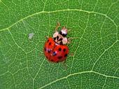 Ladybug profile picture