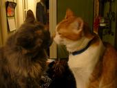 Space Kittens profile picture