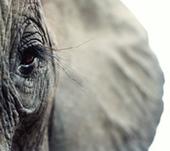 Elephant Parallax profile picture