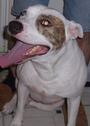PIT BULL LOVER /Maggie n Chopper profile picture