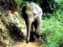 Elephant Parallax profile picture