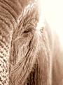 Elephant Parallax profile picture