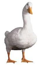 AFLAC NY profile picture