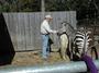 NATURAL HORSEMAN SONNY GARGUILO profile picture