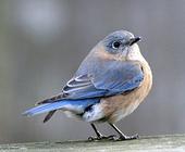 Bluebird profile picture