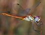 Lady Dragonfly profile picture