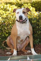 Marley's Pit Stop Rescue profile picture