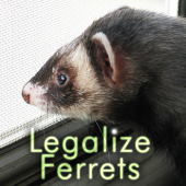 Legalizing Ferrets In California profile picture